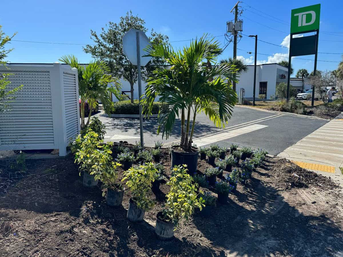 insignia landscape services tree services petersburg 1 - Insignia Landscape Schedule professional tree services in Insignia in Tampa, St. Petersburg, and Clearwater<br />