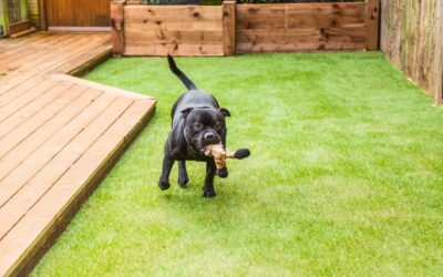 How to Keep Pets Off Your New Lawn After a Sod Installation