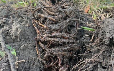 3 Massive Risks From Poor Yard Drainage